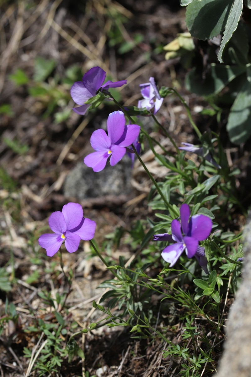 Viola valderia photo 4