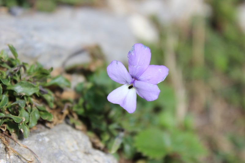 Viola valderia photo 5