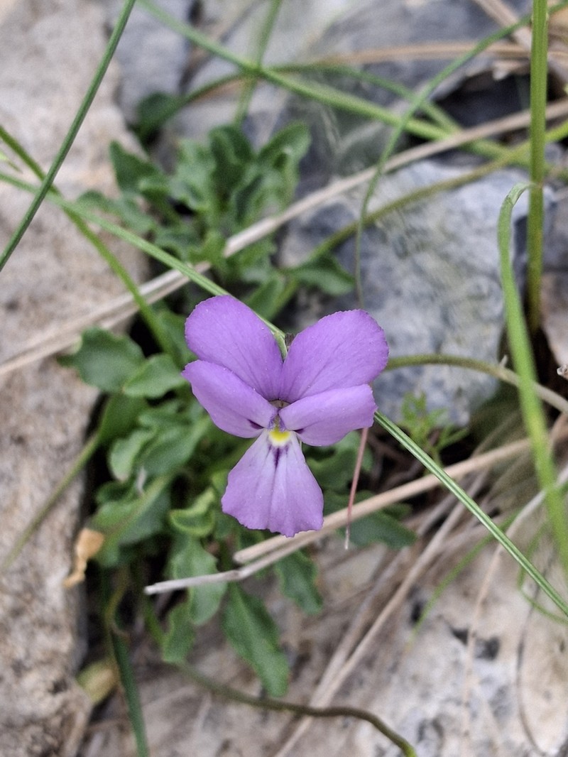 Viola valderia photo 6