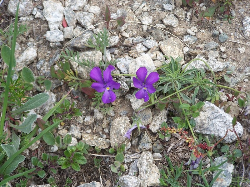 Viola valderia photo 7