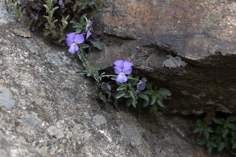 Viola valderia photo 8