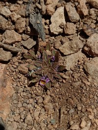 Viola vallenarensis
