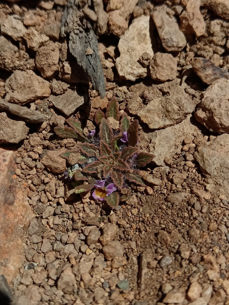 Viola vallenarensis photo 2