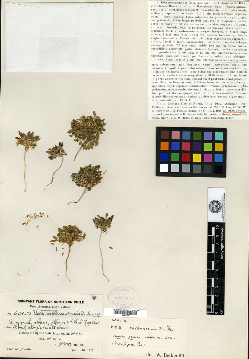 Viola vallenarensis photo 3