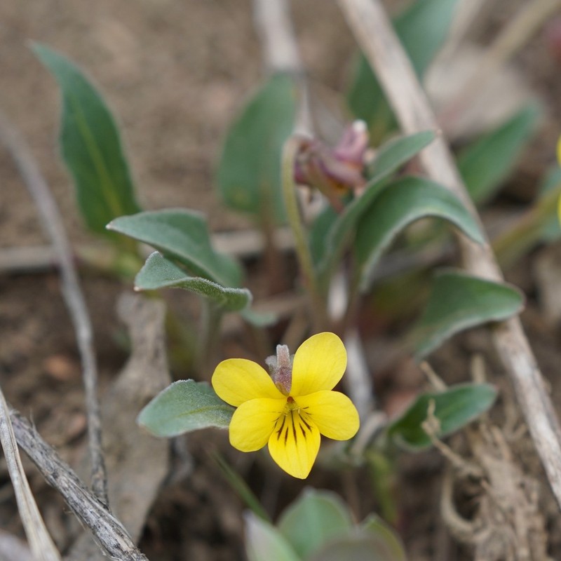 Sagebrush Violet photo 2