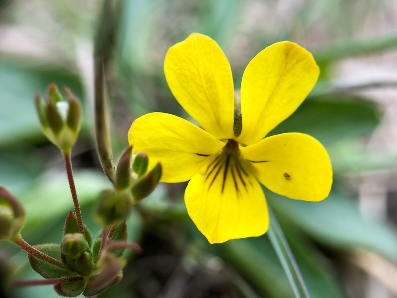 Sagebrush Violet photo 3