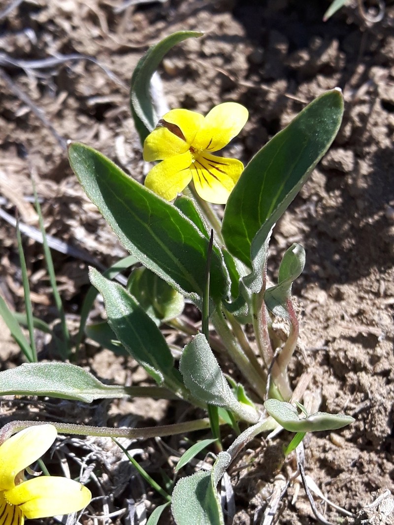 Sagebrush Violet photo 4
