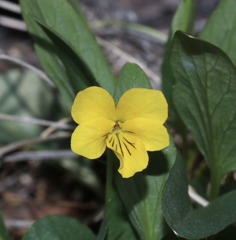 Sagebrush Violet photo 5