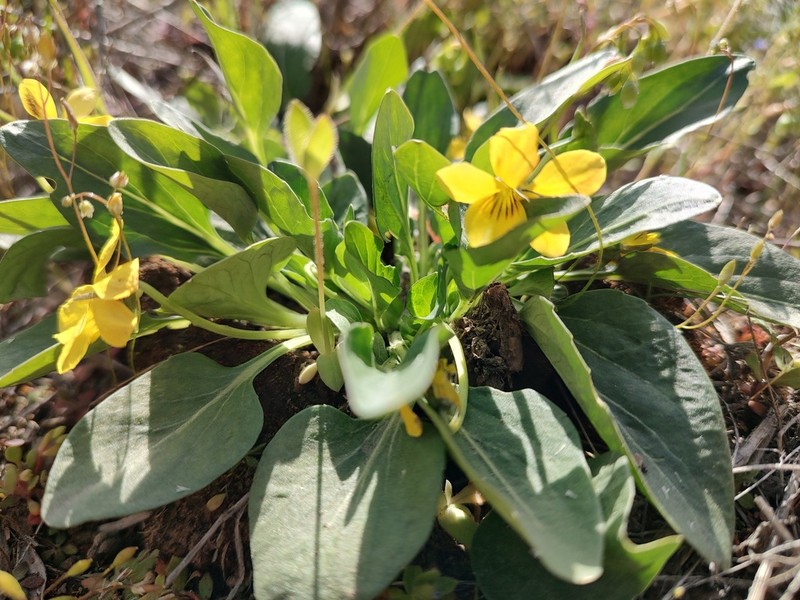 Sagebrush Violet photo 6