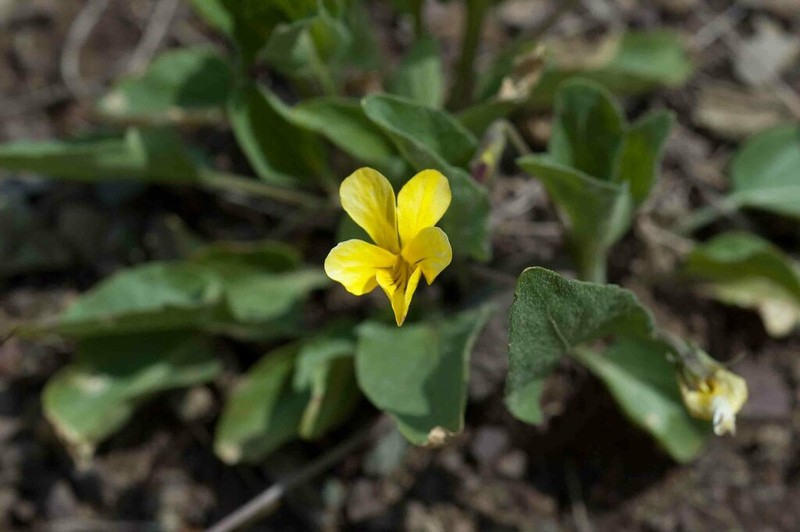 Sagebrush Violet photo 7