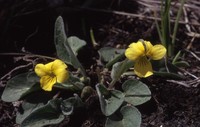 Sagebrush Violet
