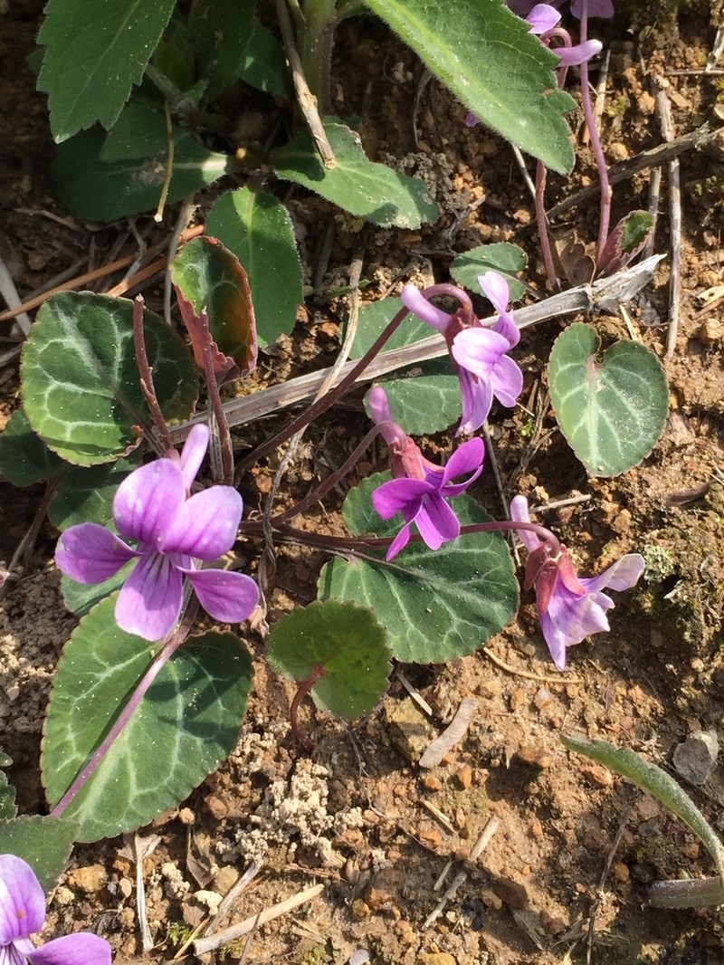 Viola variegata