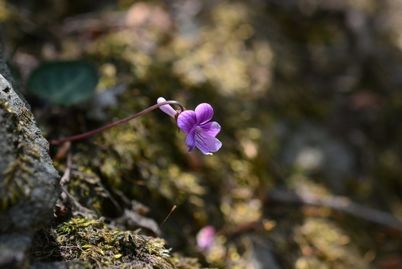Viola variegata photo 2
