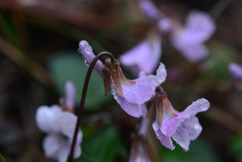 Viola variegata photo 3