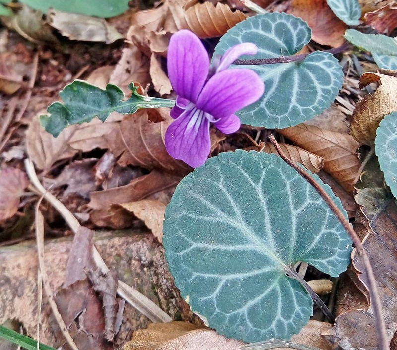 Viola variegata photo 4