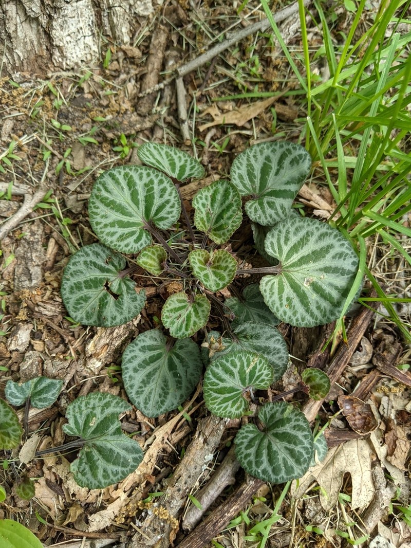 Viola variegata photo 5