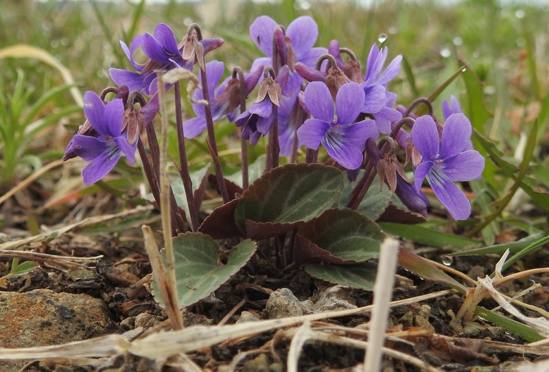 Viola variegata photo 6