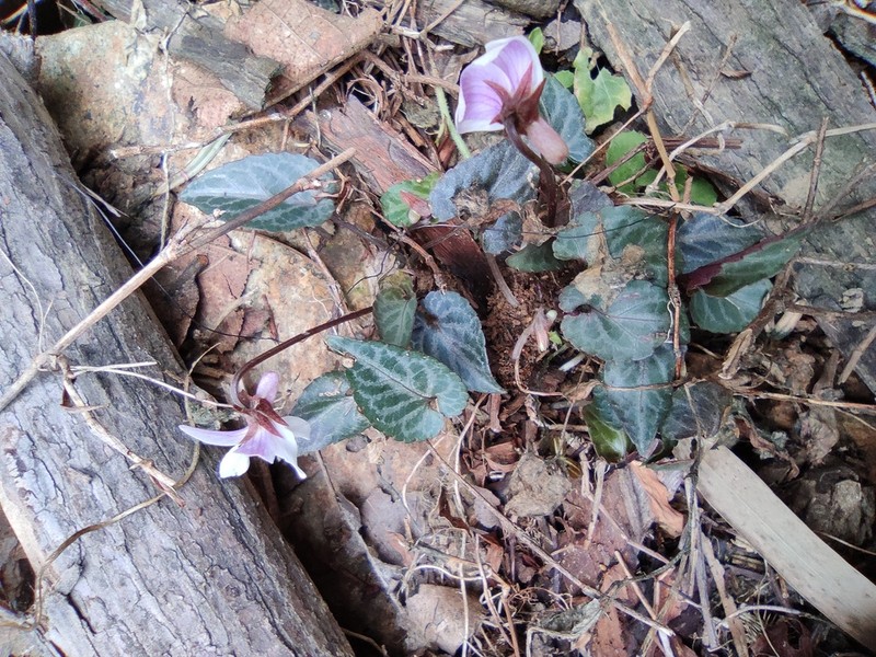 Viola variegata photo 7