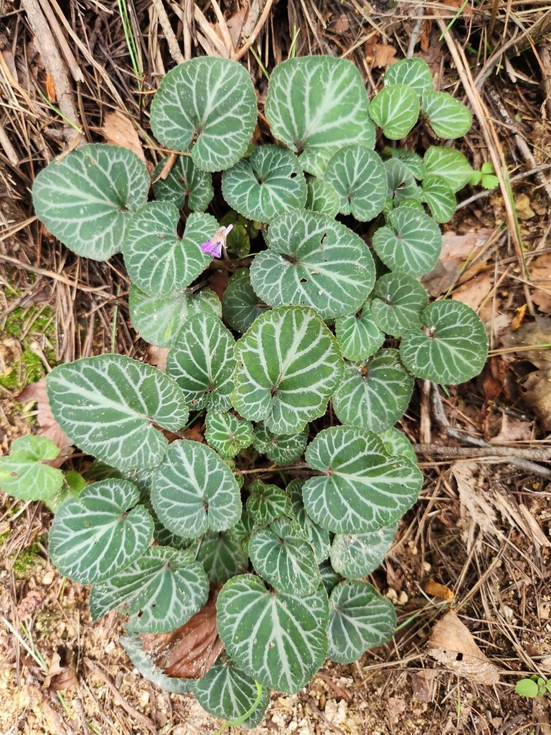 Viola variegata photo 8