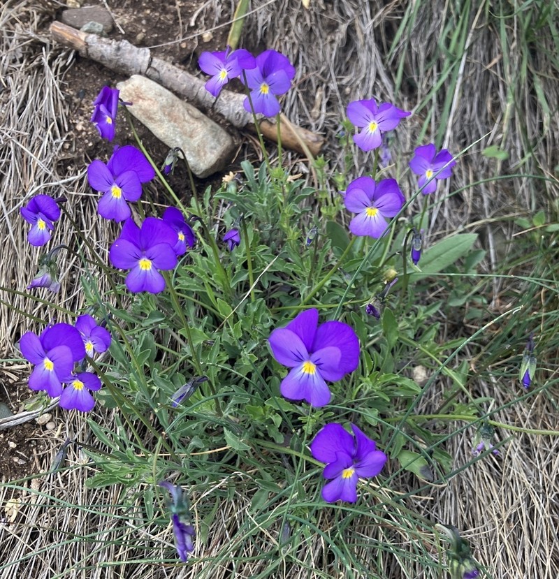 Viola velutina