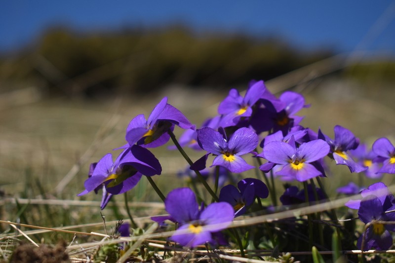Viola velutina photo 2
