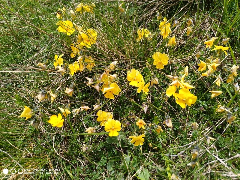 Viola velutina photo 3