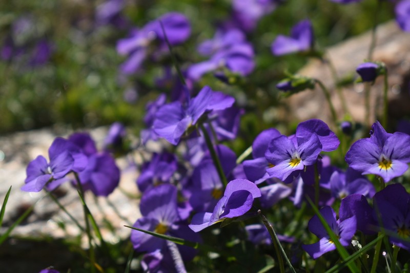 Viola velutina photo 4