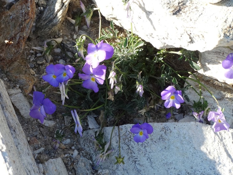 Viola velutina photo 5