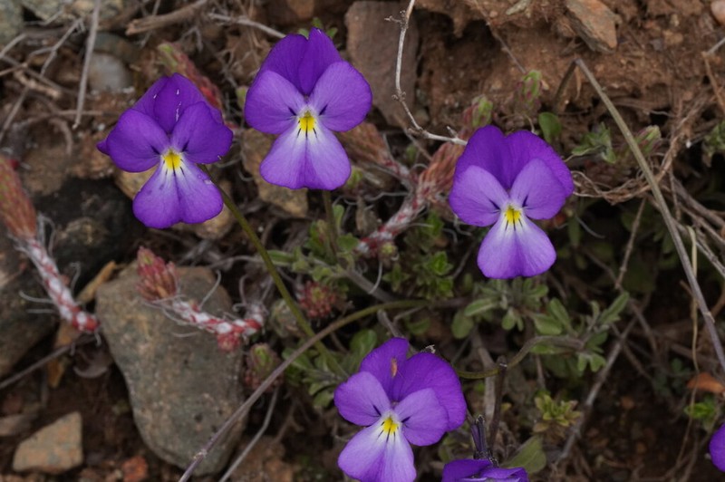 Viola velutina photo 6