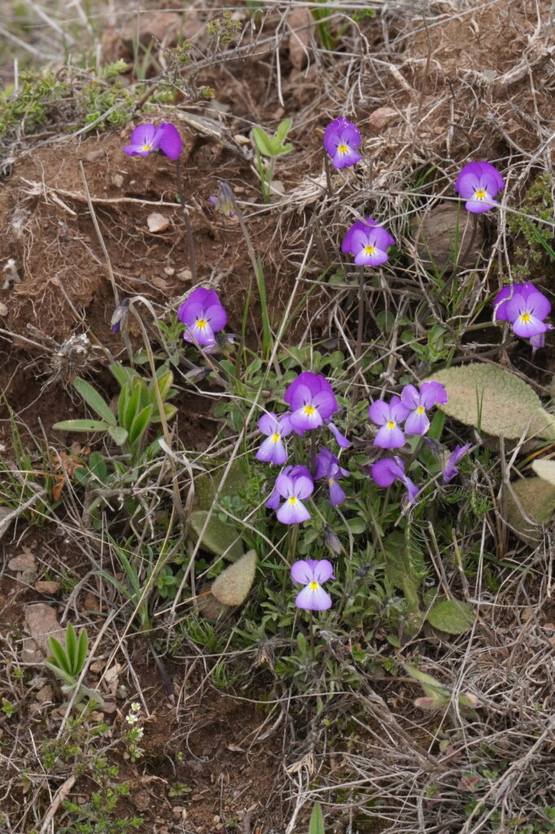 Viola velutina photo 7