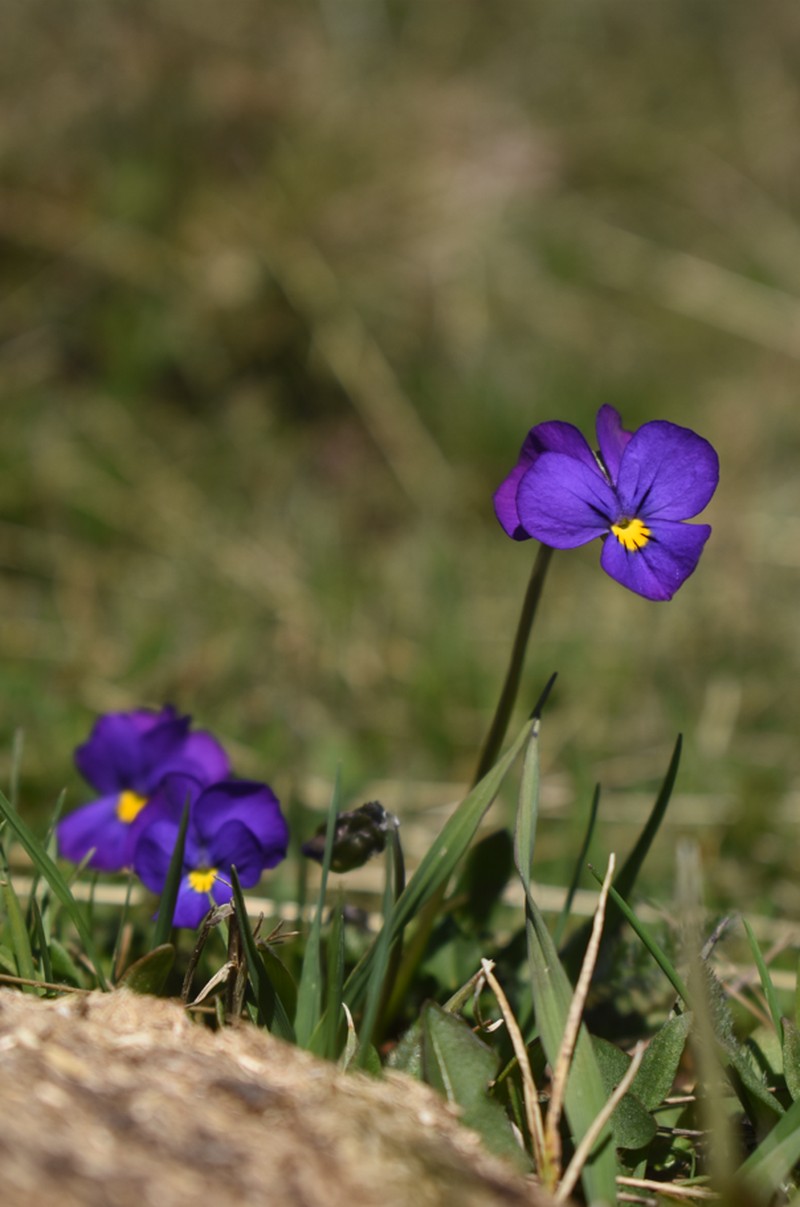 Viola velutina photo 8