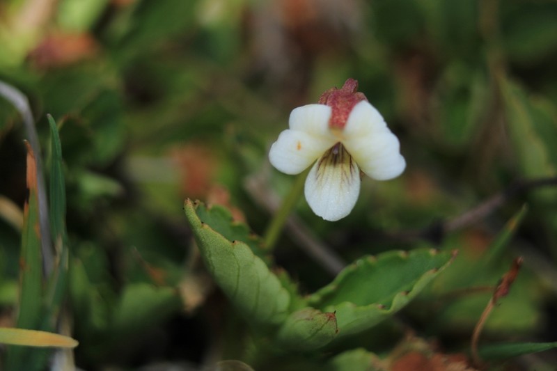 Viola veronicifolia photo 2