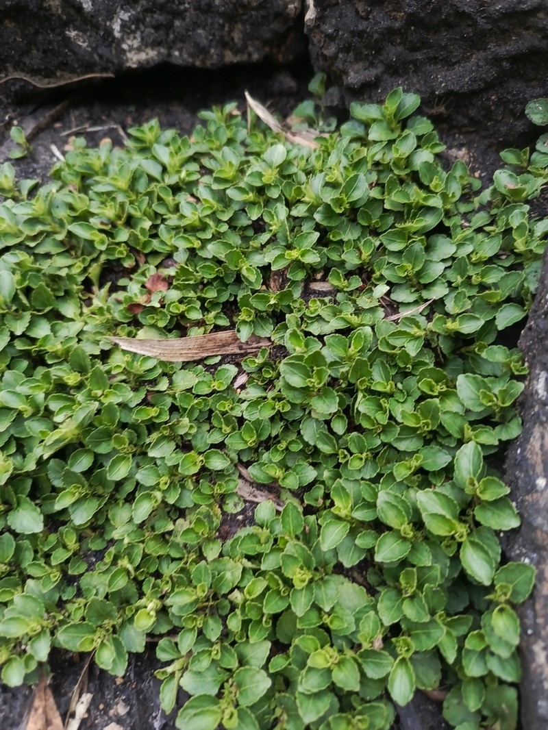 Viola veronicifolia photo 3