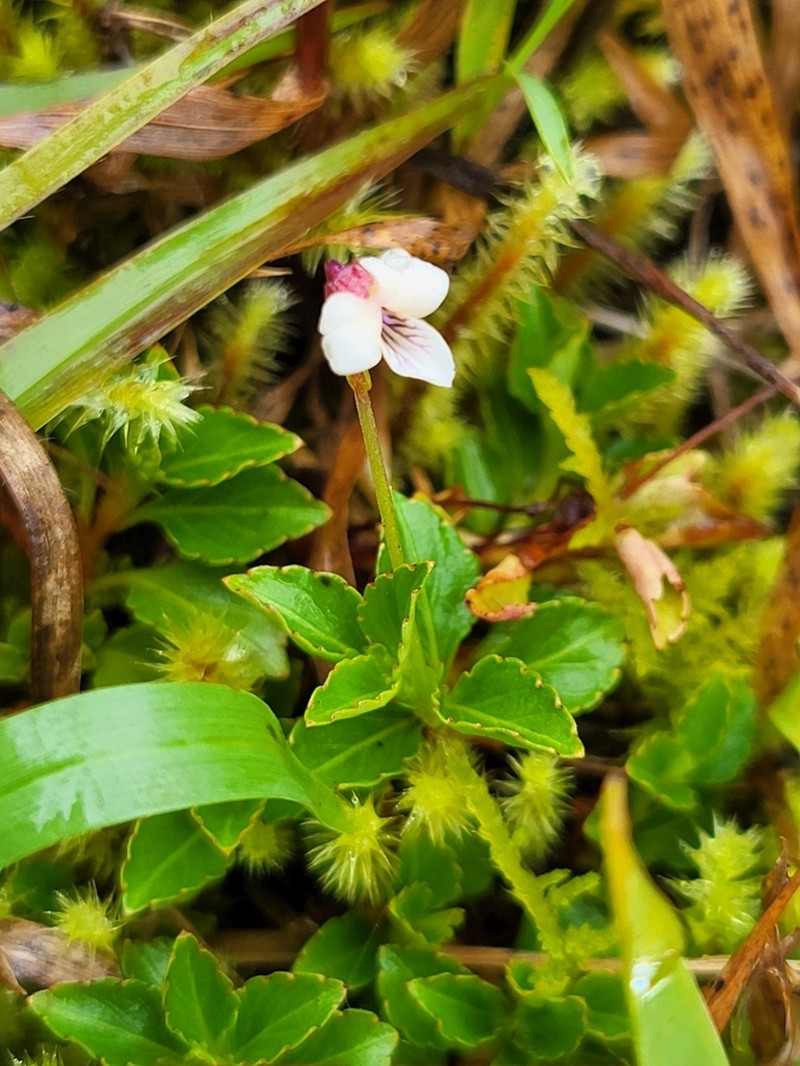 Viola veronicifolia photo 4