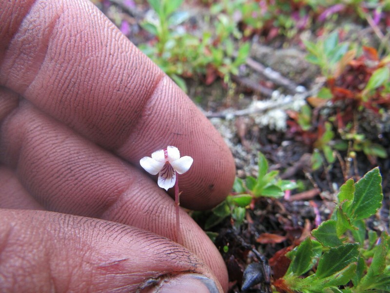 Viola veronicifolia photo 5