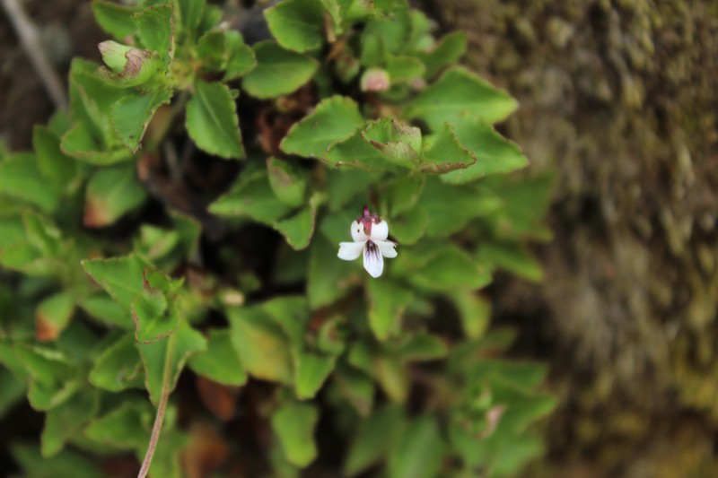Viola veronicifolia photo 7