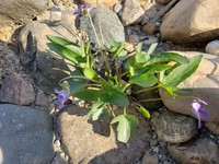 Twoflower Violet