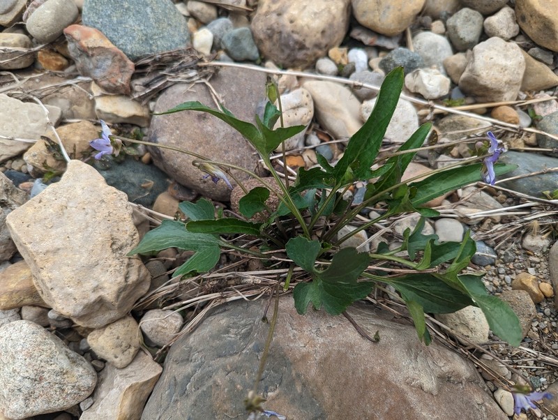 Twoflower Violet photo 2