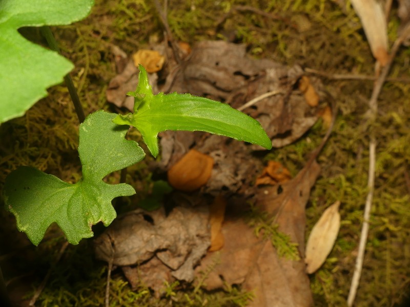 Twoflower Violet photo 5