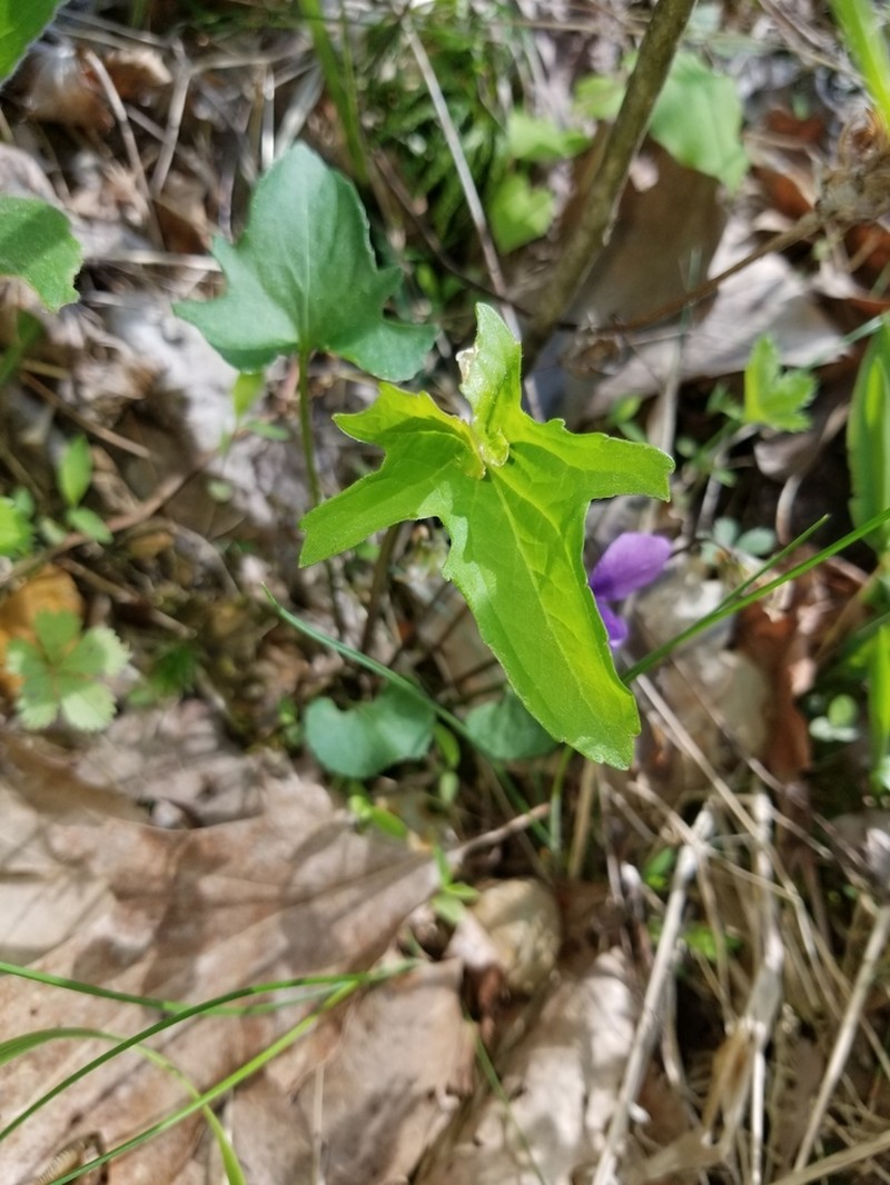 Twoflower Violet photo 6