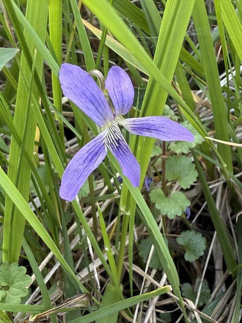 Twoflower Violet photo 7