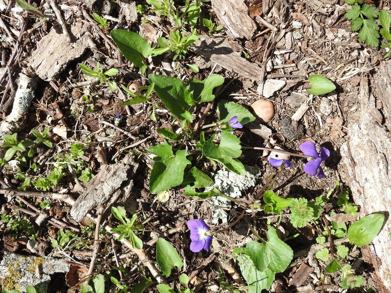 Twoflower Violet photo 8