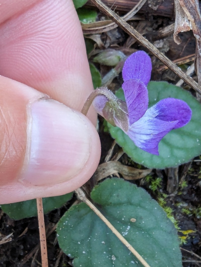 Carolina Violet photo 2