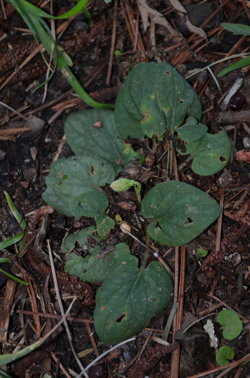 Carolina Violet photo 3