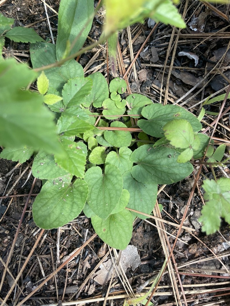 Carolina Violet photo 4