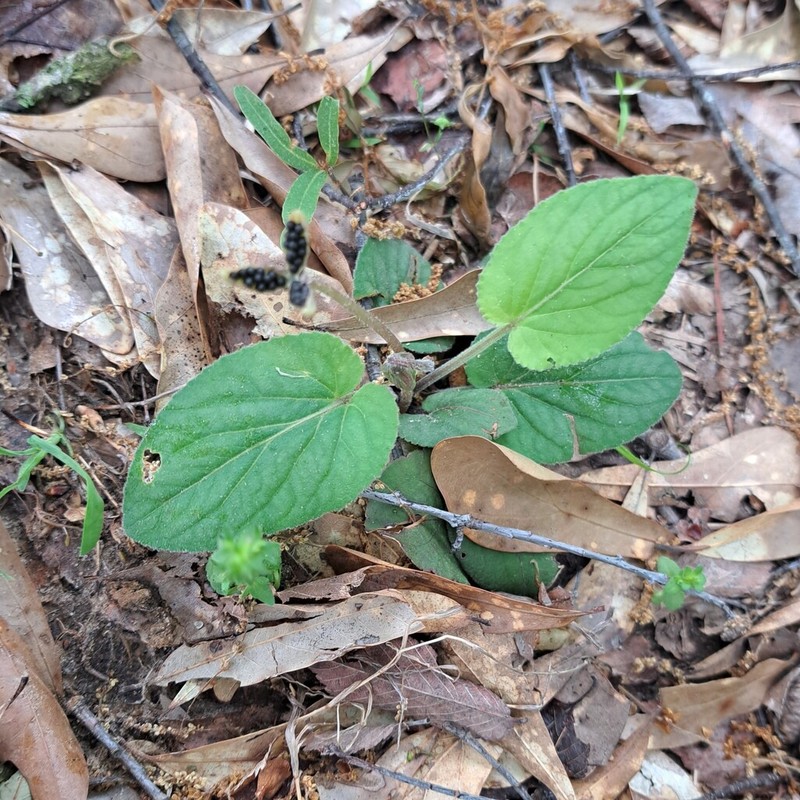 Carolina Violet photo 5
