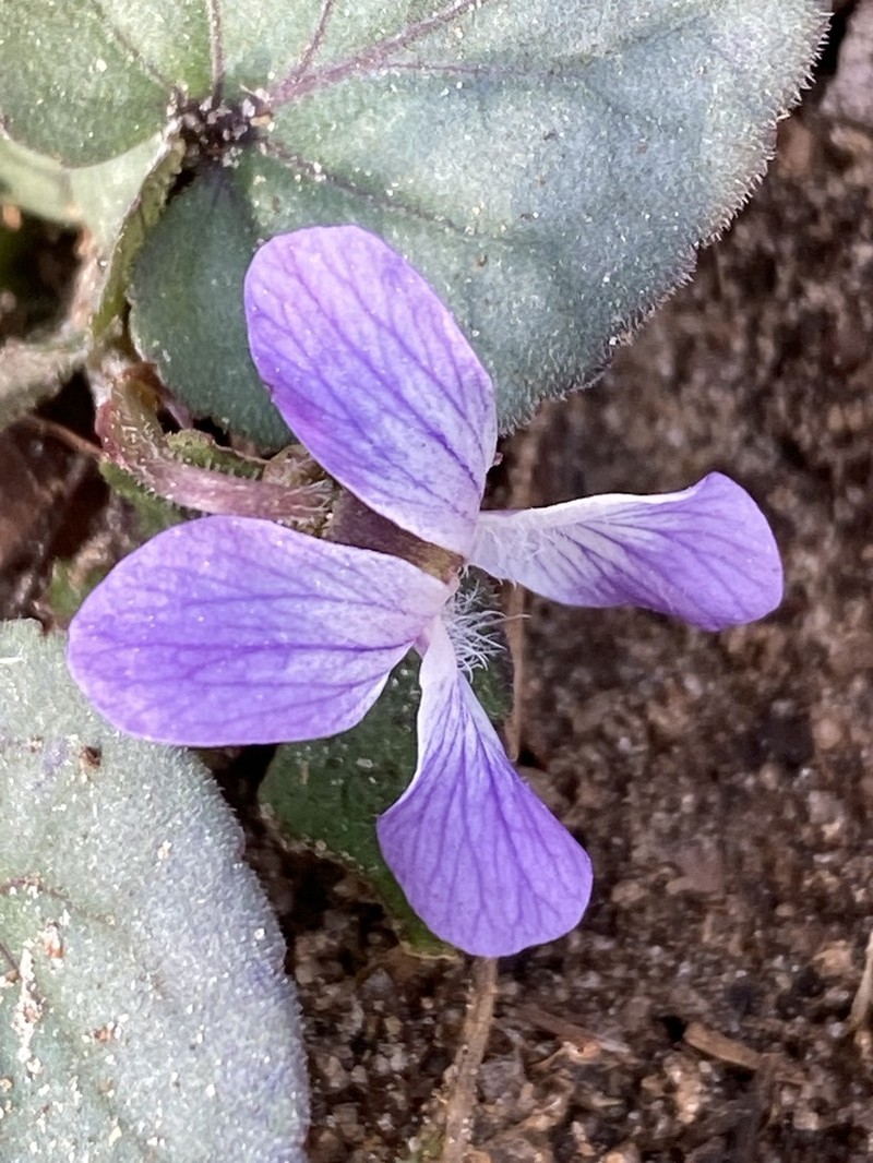 Carolina Violet photo 6
