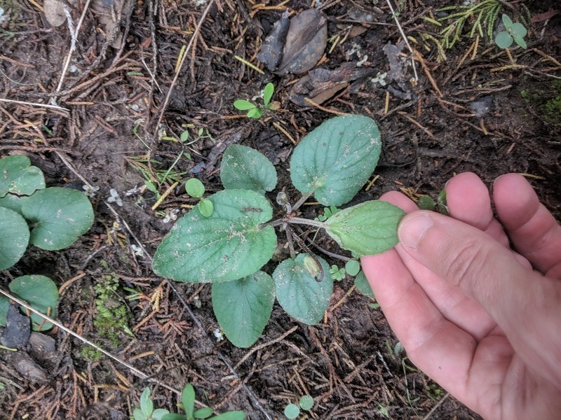 Carolina Violet photo 7