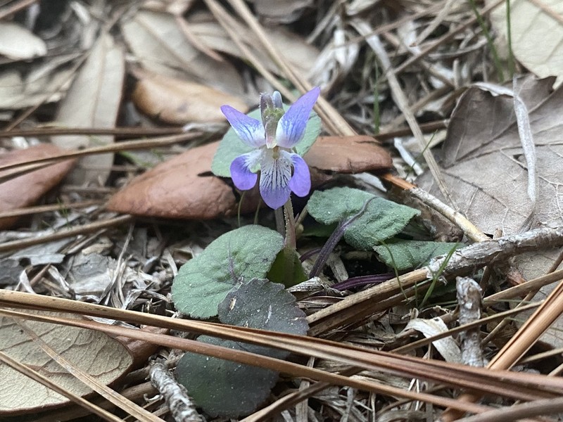 Carolina Violet photo 8