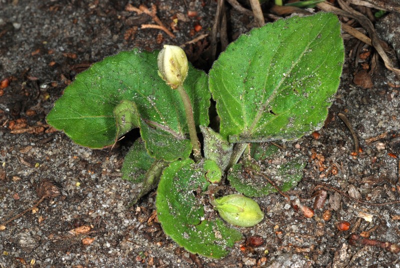 Carolina Violet photo 4